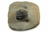 Spiny Leonaspis Trilobite - Large, Spectacular Specimen #244251-5